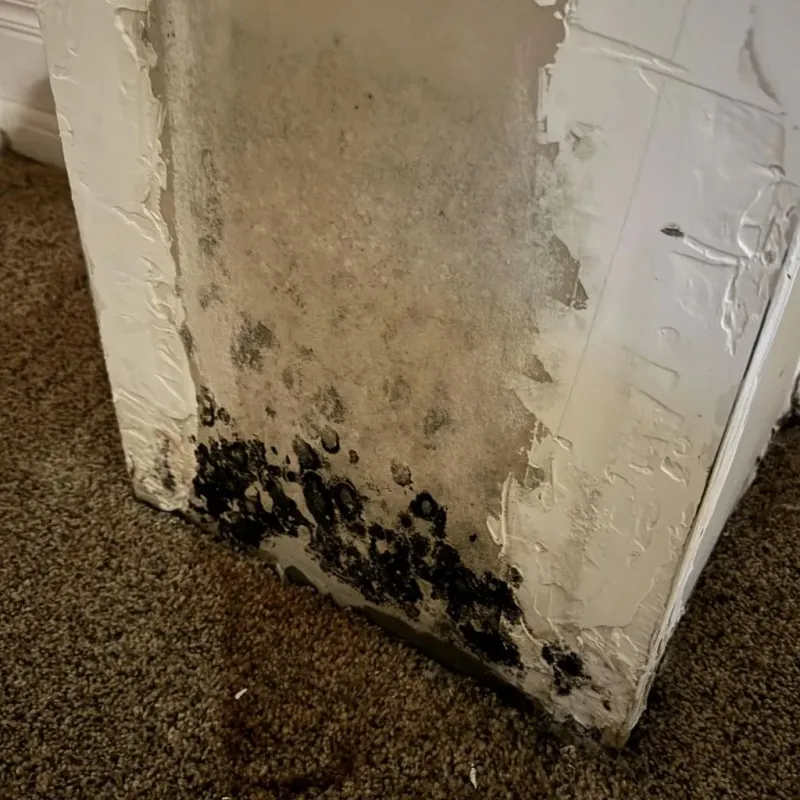 Professional Mold Removal in Baker City, OR